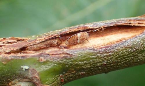 Macropsis sp.